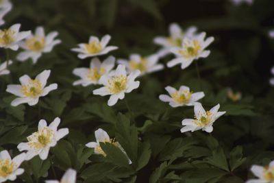 Close-up of white flowering plants