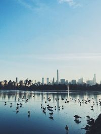 Flock of birds by river in city against sky