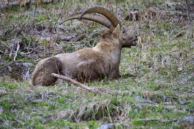 Deer standing on field