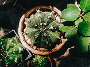 High angle view of succulent plants in pot