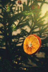 Holiday decorations, christmas diy tree toy - dried orange slice. background for your winter ideas