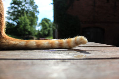 Close-up of cat resting