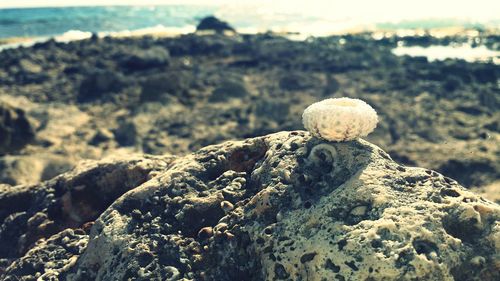 Close-up of rock formation