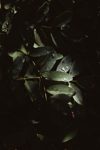 Close-up of leaves in water