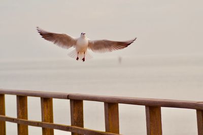 Seagulls flying against the sky