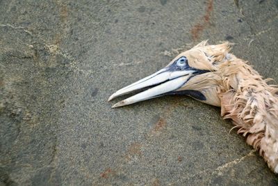 A close-up of the head and neck of a dead gannet