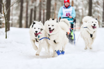 View of dogs on snow covered land