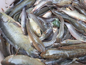 Full frame shot of fish for sale in market