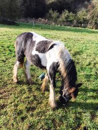 Horse on grassy field