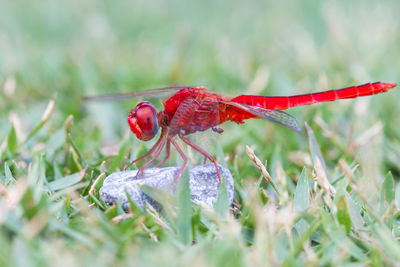 Close-up of insect on red flower