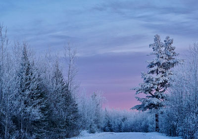 Snow covered land and trees against sky