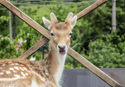 Portrait of deer