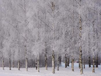 Trees on snow covered land