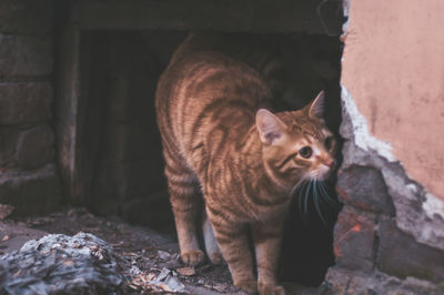 Portrait of cat sitting on stone wall