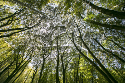 Low angle view of bamboo trees in forest