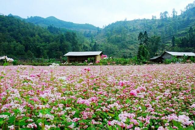 flower, mountain, beauty in nature, tree, growth, tranquil scene, nature, scenics, mountain range, tranquility, landscape, plant, house, freshness, sky, hill, day, idyllic, outdoors, non-urban scene