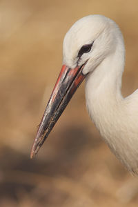 Close-up of white stork