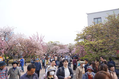 Group of people on cherry blossom against clear sky