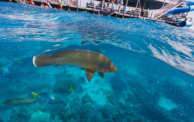 High angle view of fish swimming in sea