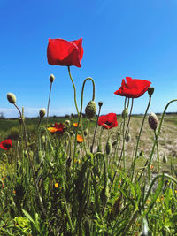 Close-up of red poppy flowers on field against sky