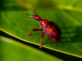 Close-up of insect on leaf