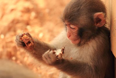 Close-up of monkey infant eating nut