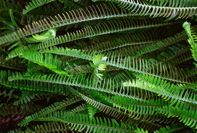 Full frame shot of fern