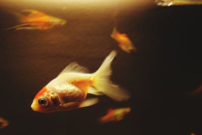 Close-up of fish swimming in sea