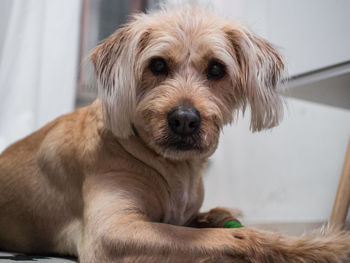 Close-up portrait of dog relaxing at home