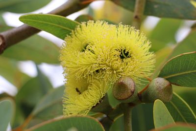Close-up of yellow flower blooming outdoors