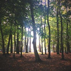 Trees in forest