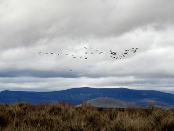 Flock of birds flying in sky