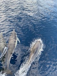 Fish swimming in sea