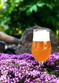 Close-up of wine glass against trees