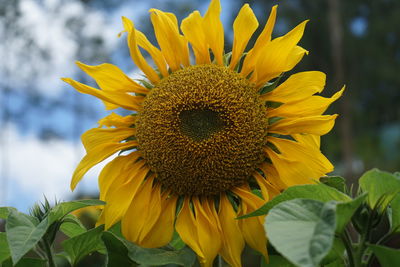 Sunflowers that are blooming in the garden