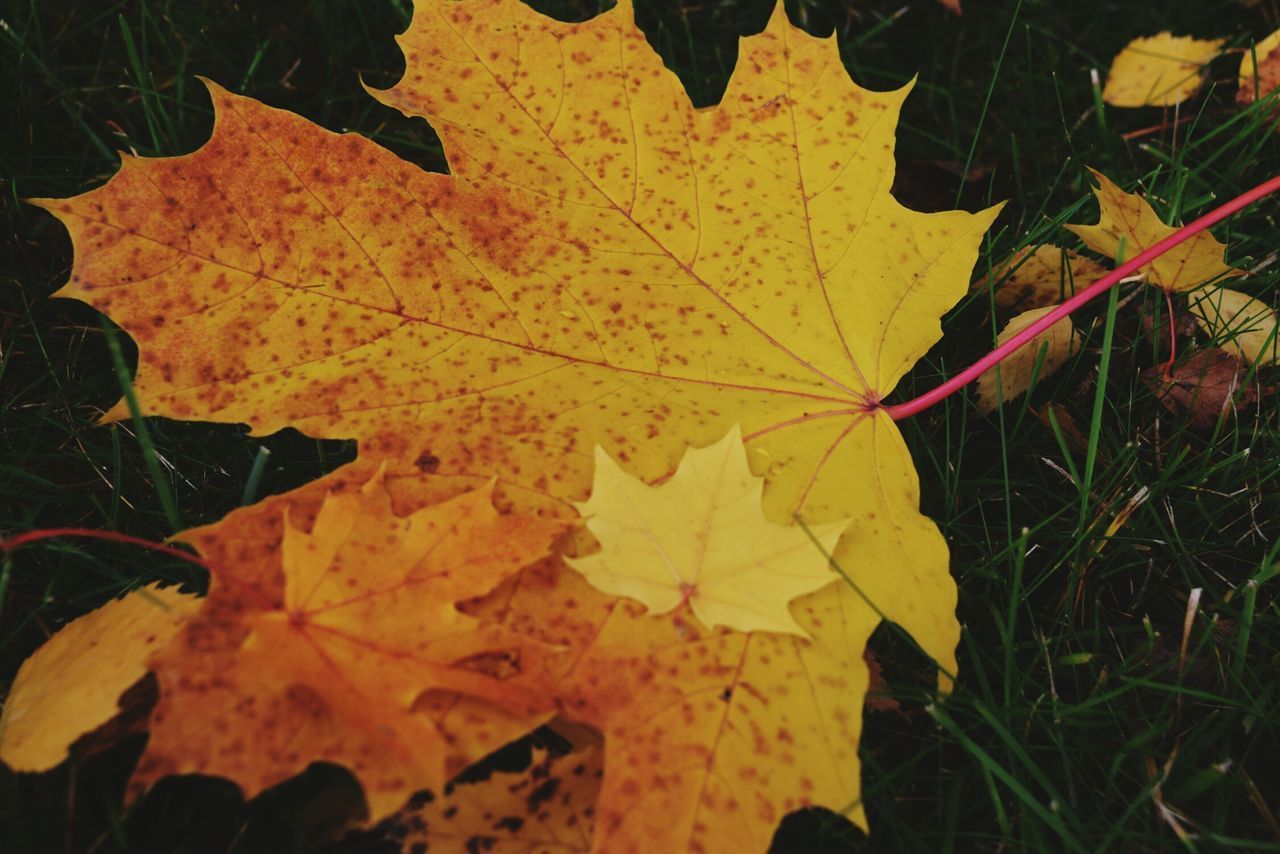 CLOSE-UP OF YELLOW MAPLE LEAVES ON WATER