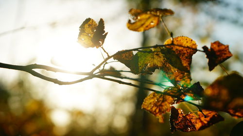 Close-up of branch against sky