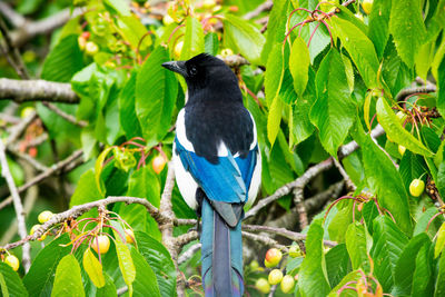 Bird perching on a branch