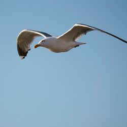 Low angle view of seagull flying in sky
