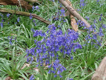 Purple flowers growing on field