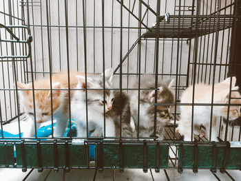 Kitten in cage, ready to sun bathing