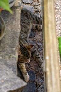 High angle view of cat relaxing outdoors