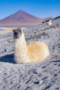 Lama in bolivia