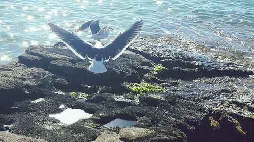 High angle view of bird on rock in sea