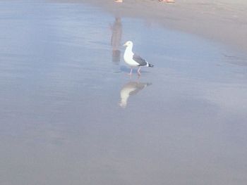 Bird in lake