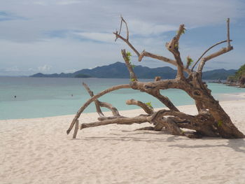 Driftwood at beach against cloudy sky at malcapuya island