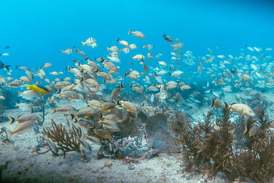 Underwater view with school fish in ocean. sea life in transparent water