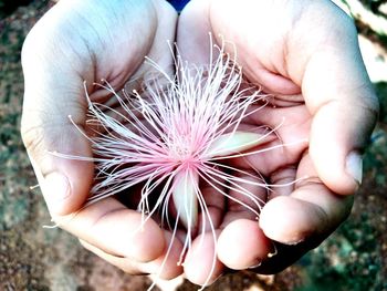 Close-up of hand holding flowers