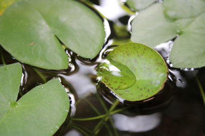 The lotus leaf at the brim of the water is beautiful and the pattern of the lotus leaf.