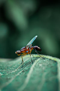 Close-up of housefly